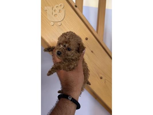 Κουτάβια Poodle Toy με εξαιρετικά χαρακτηριστικά